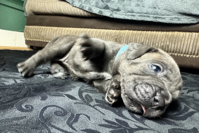 American Bulldog