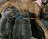 American Bulldog