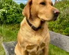 Labradoodle
