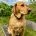 Labradoodle