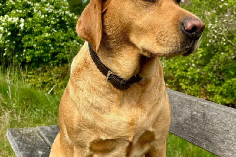 Labradoodle