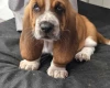 Basset Hound