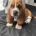 Basset Hound
