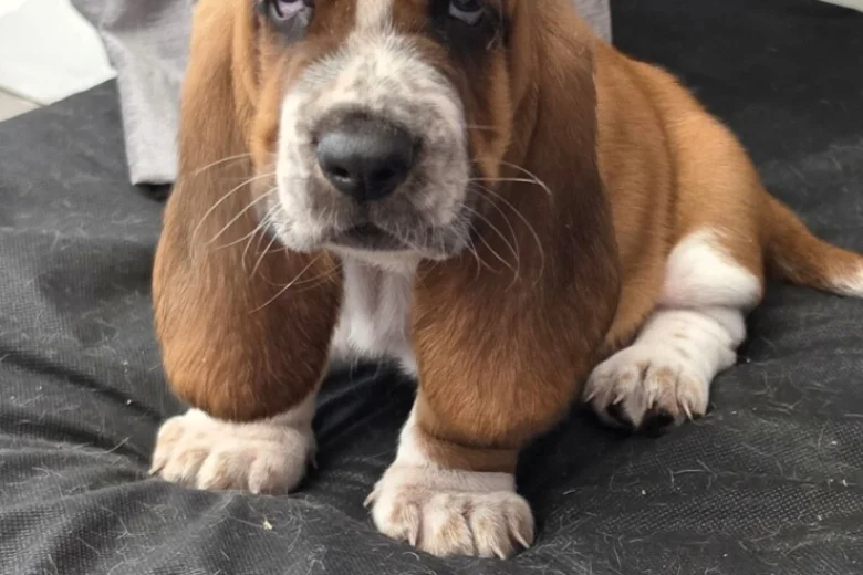 Basset Hound