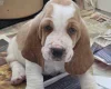Basset Hound