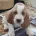 Basset Hound