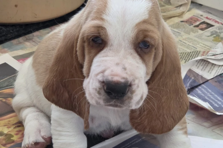 Basset Hound