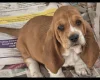 Basset Hound