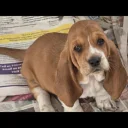 Basset Hound
