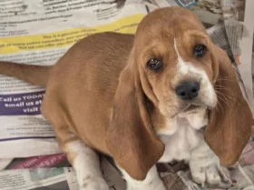 Basset Hound
