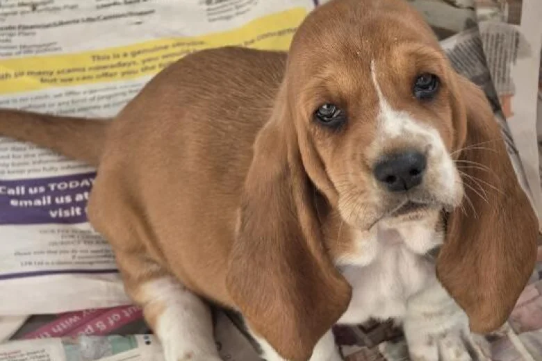 Basset Hound