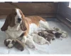 Basset Hound