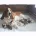 Basset Hound