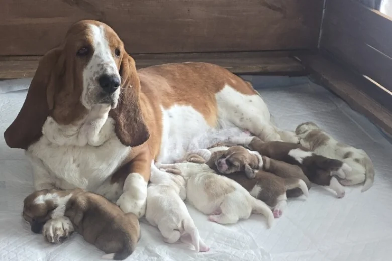 Basset Hound
