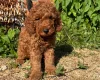 Cockapoo