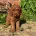 Cockapoo