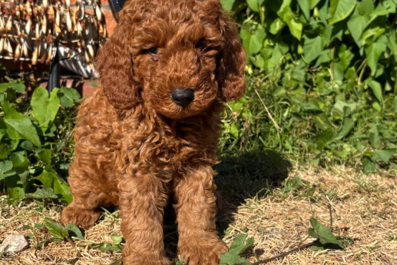 Cockapoo