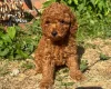 Cockapoo