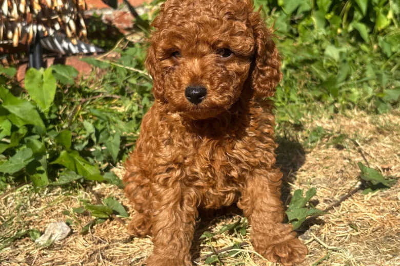 Cockapoo
