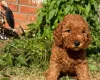 Cockapoo