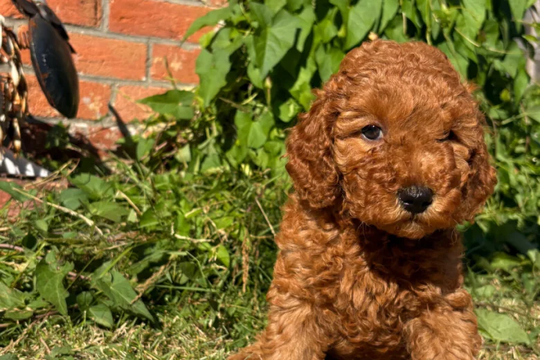 Cockapoo