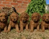 Cockapoo