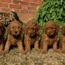 Cockapoo
