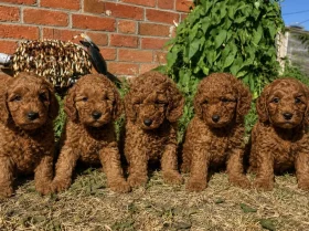 Cockapoo
