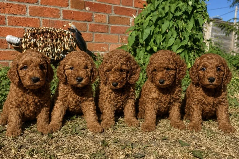 Cockapoo
