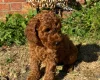 Cockapoo