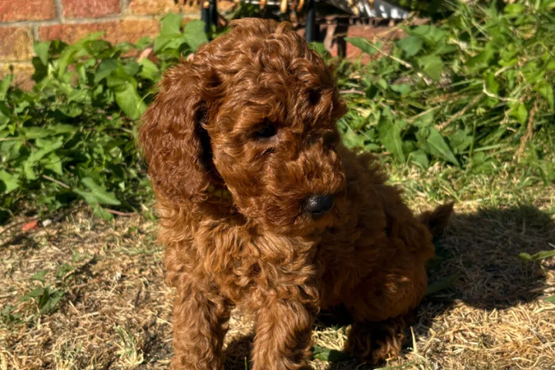 Cockapoo