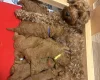 Cockapoo
