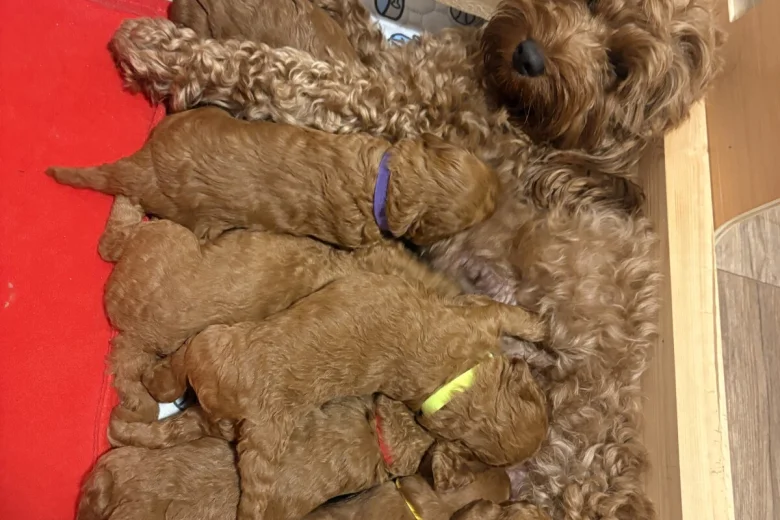 Cockapoo