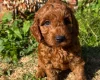 Cockapoo
