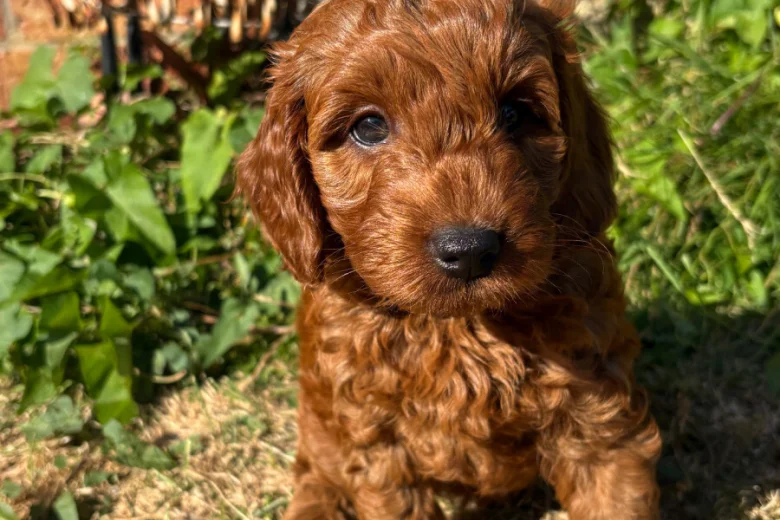 Cockapoo