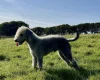 Whippet