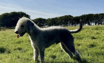 Whippet