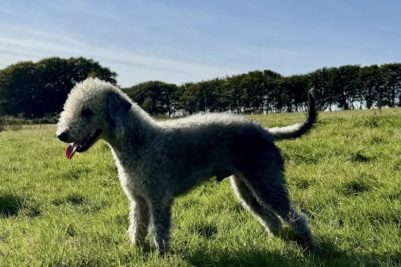 Whippet