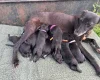 Whippet