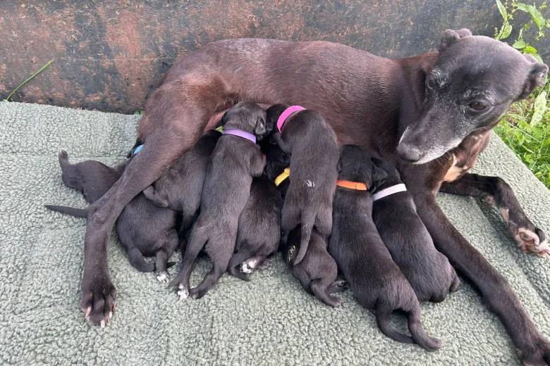 Whippet