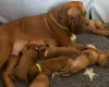 Dogue De Bordeaux