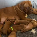 Dogue De Bordeaux