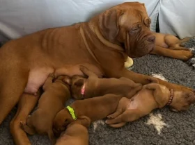 Dogue De Bordeaux