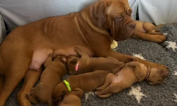 Dogue De Bordeaux