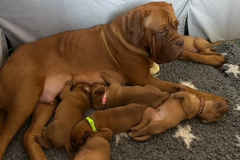 Dogue De Bordeaux