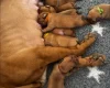 Dogue De Bordeaux