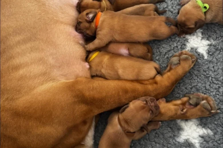 Dogue De Bordeaux