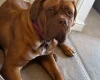 Dogue De Bordeaux
