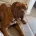 Dogue De Bordeaux
