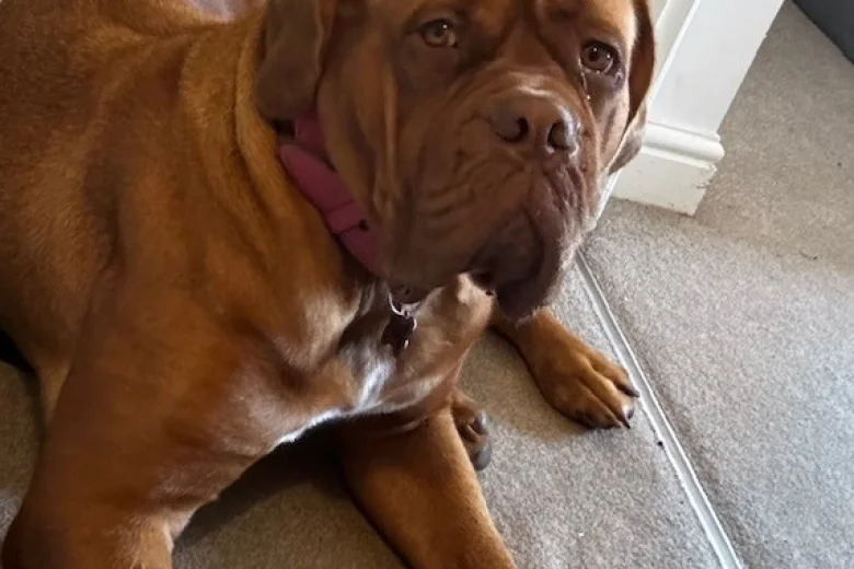 Dogue De Bordeaux